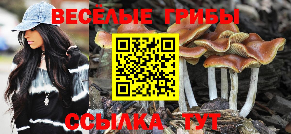 Псилоцибиновые грибы Cubensis  Сунжа 